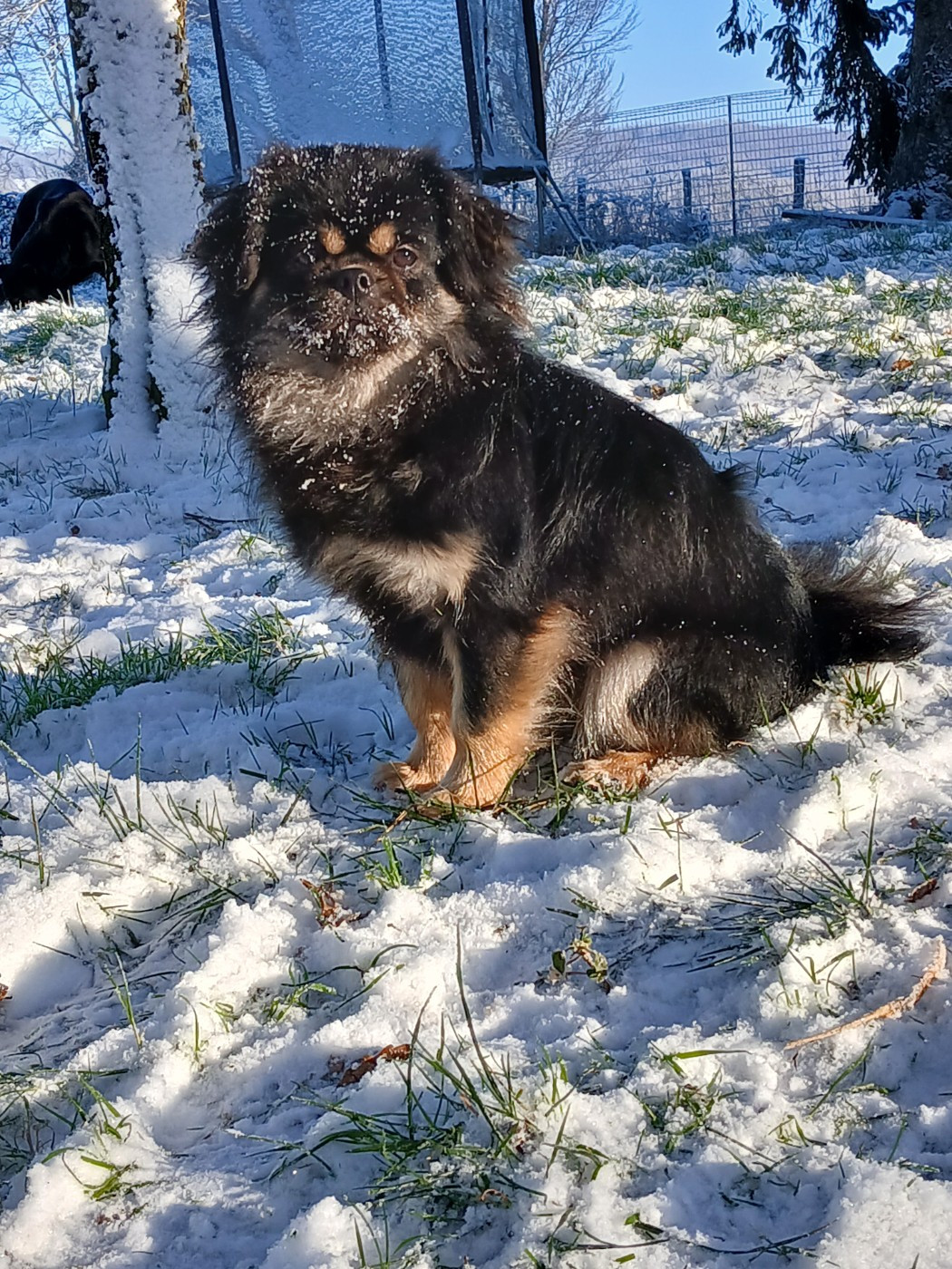 Vaya de la légende des elfes