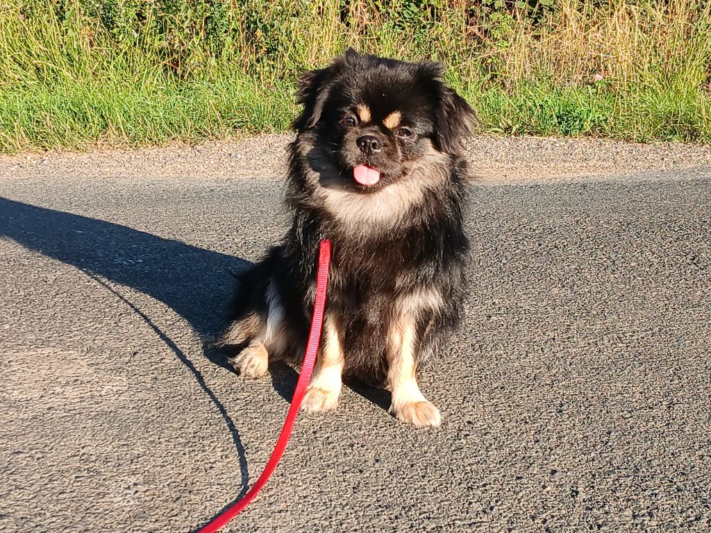 Vaya de la légende des elfes