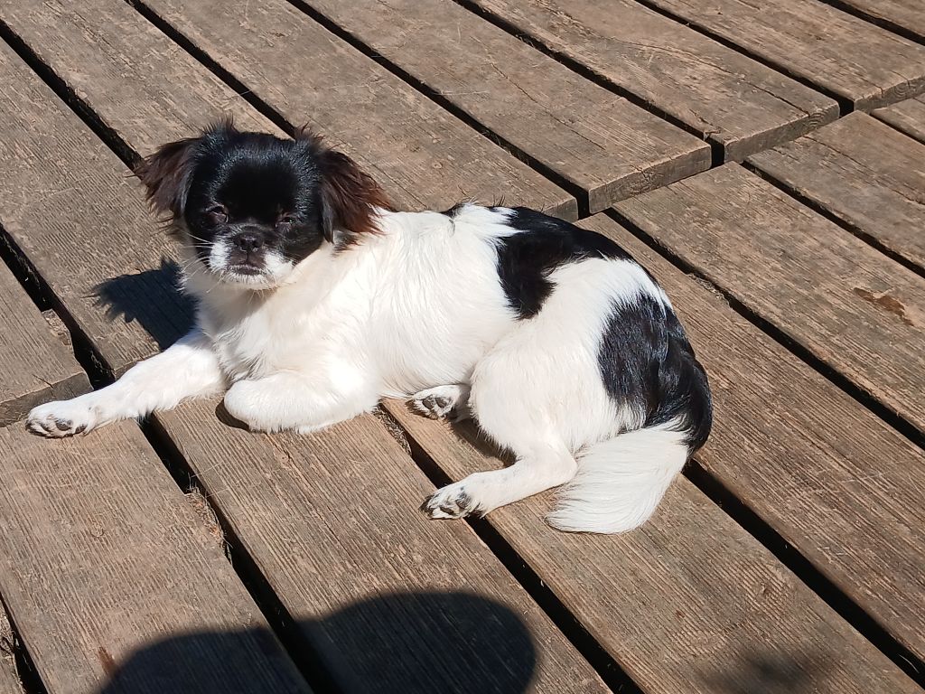 Astrale d'Elocera Parck