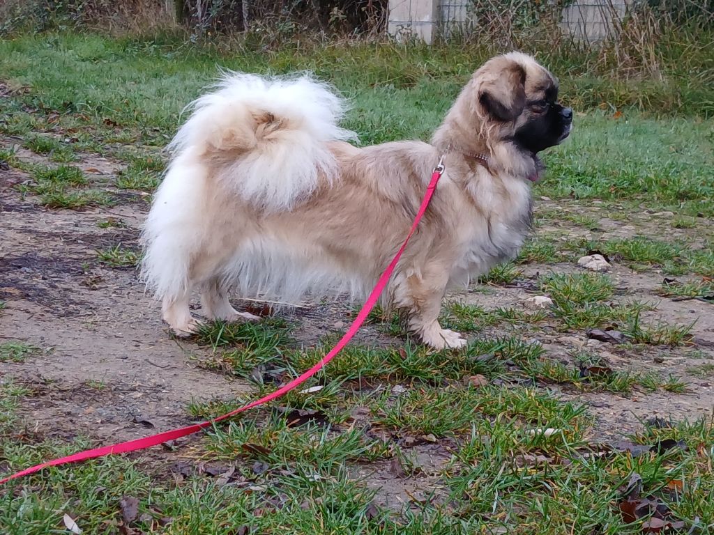 Tweeny de la légende des elfes