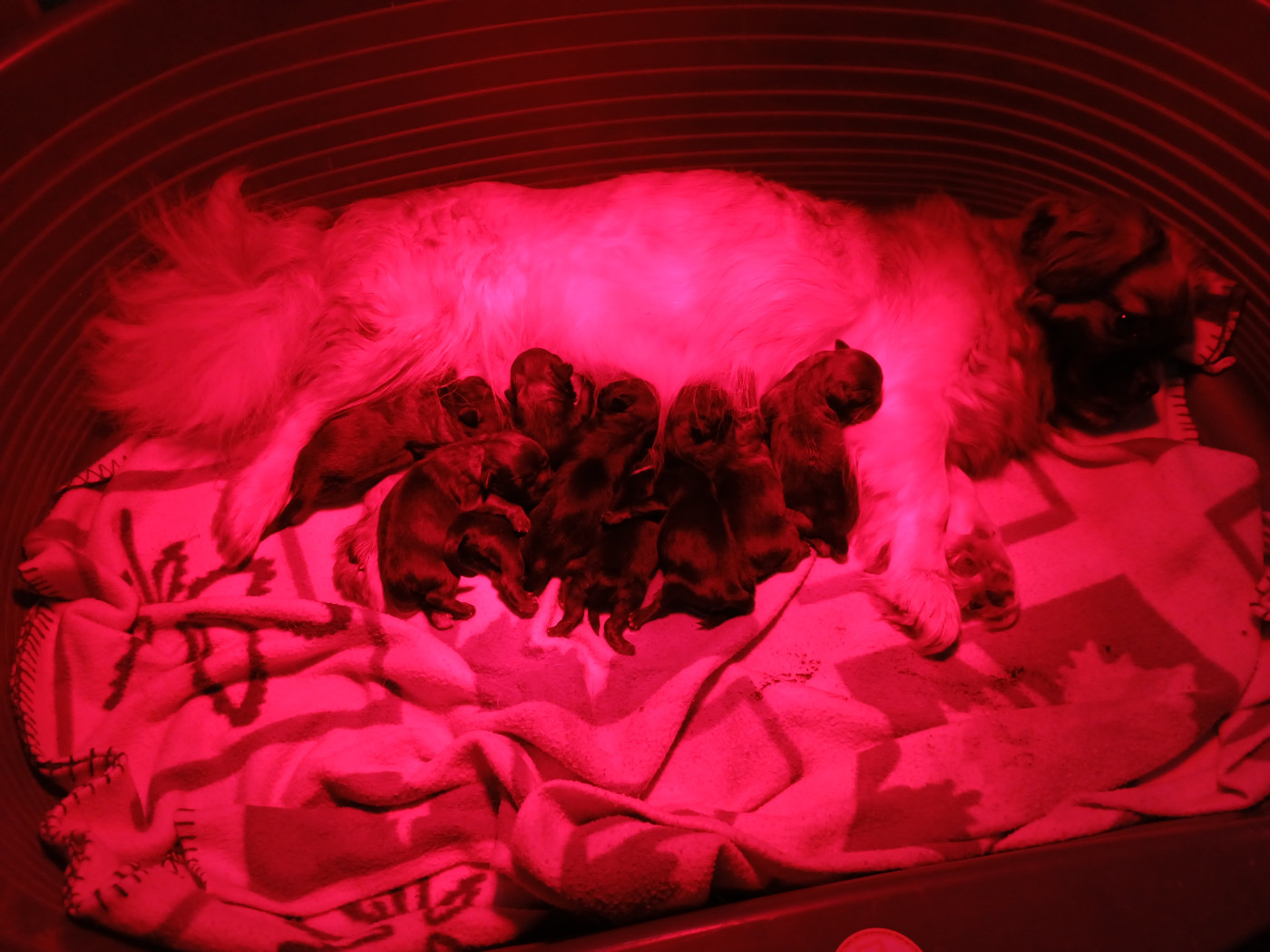 Mes p'tits amours sont nés