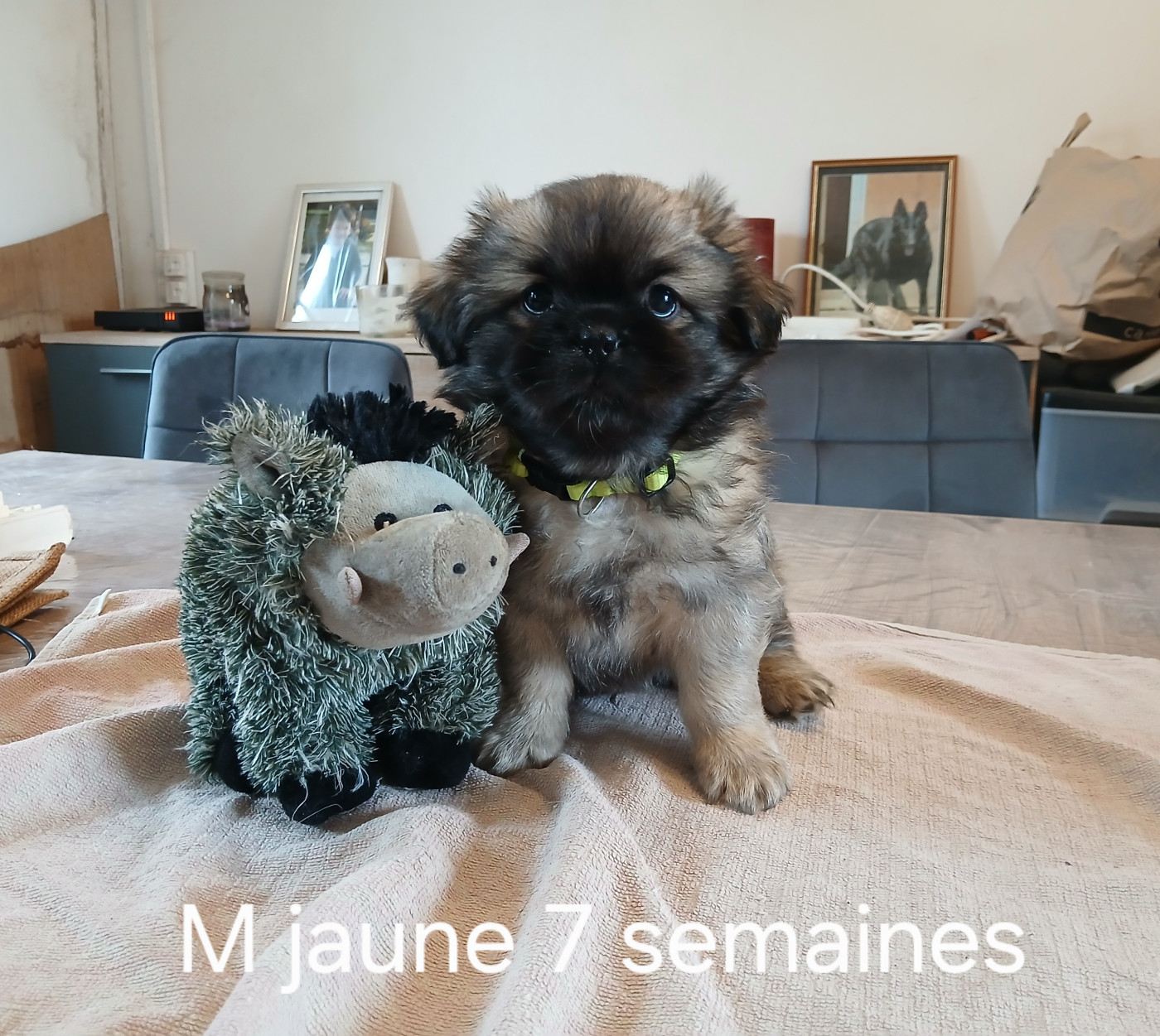 De La Légende De Chadia - 7 semaines pour mes amours