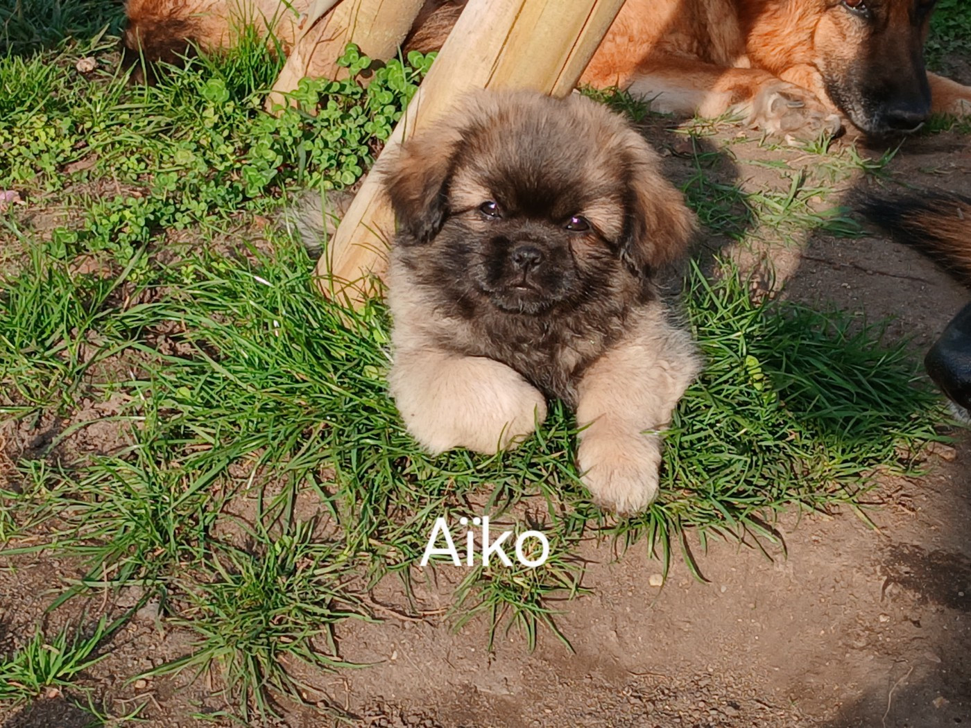 De La Légende De Chadia - 4 bébés sont disponibles