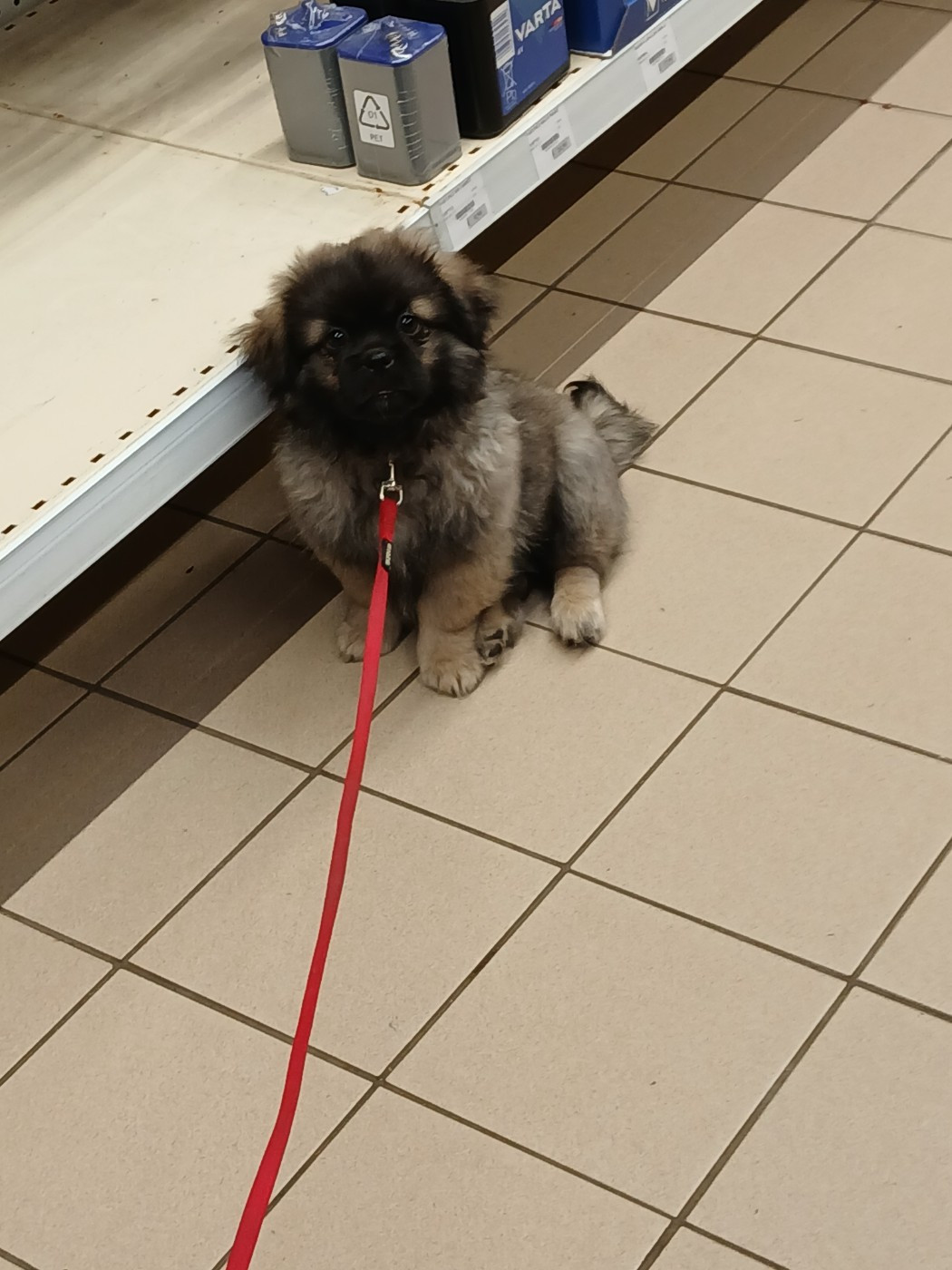 Sortie en magasin puis en ville