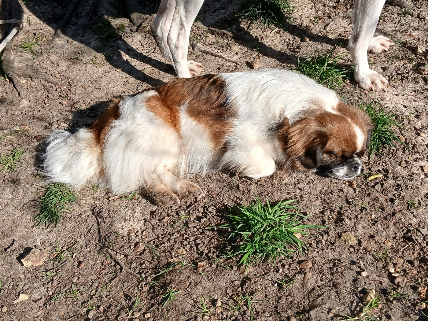 Notre Vanille bientôt maman