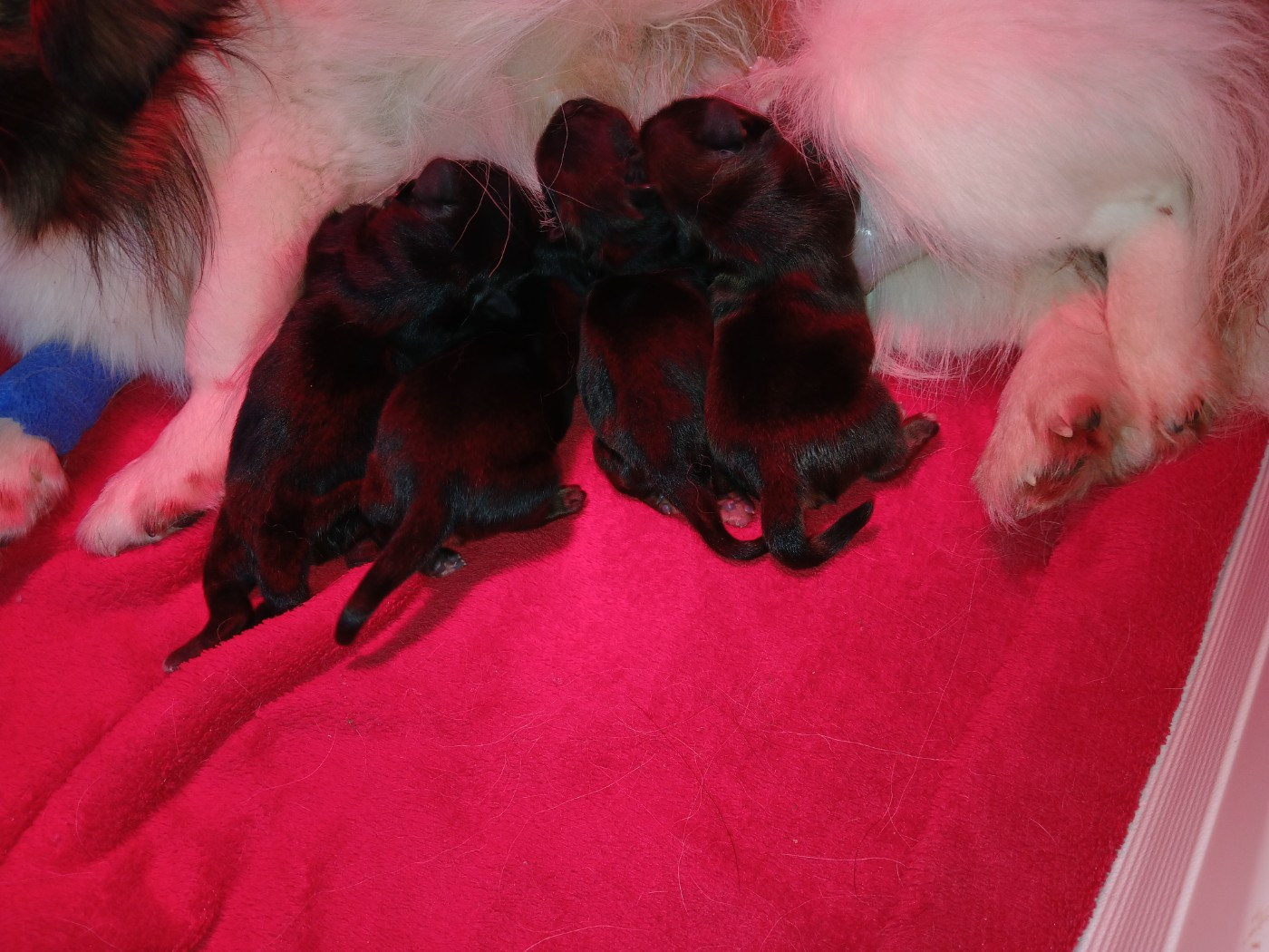 Les bébés de Vanille sont nés !