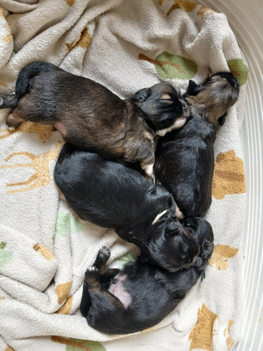 Les bébés de Vanille