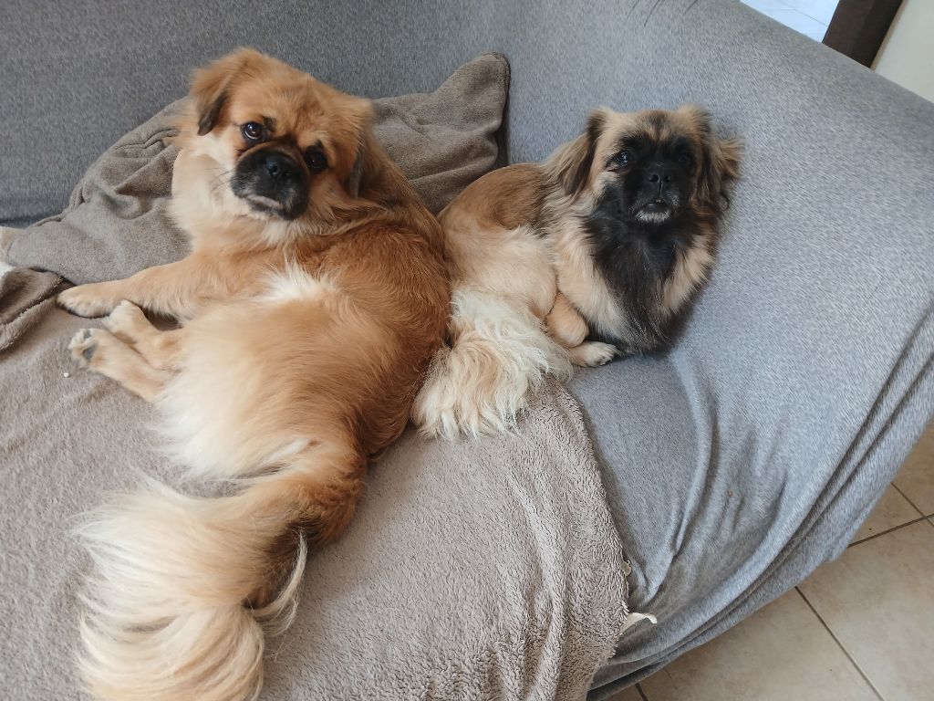 Des bébés pour Noël 