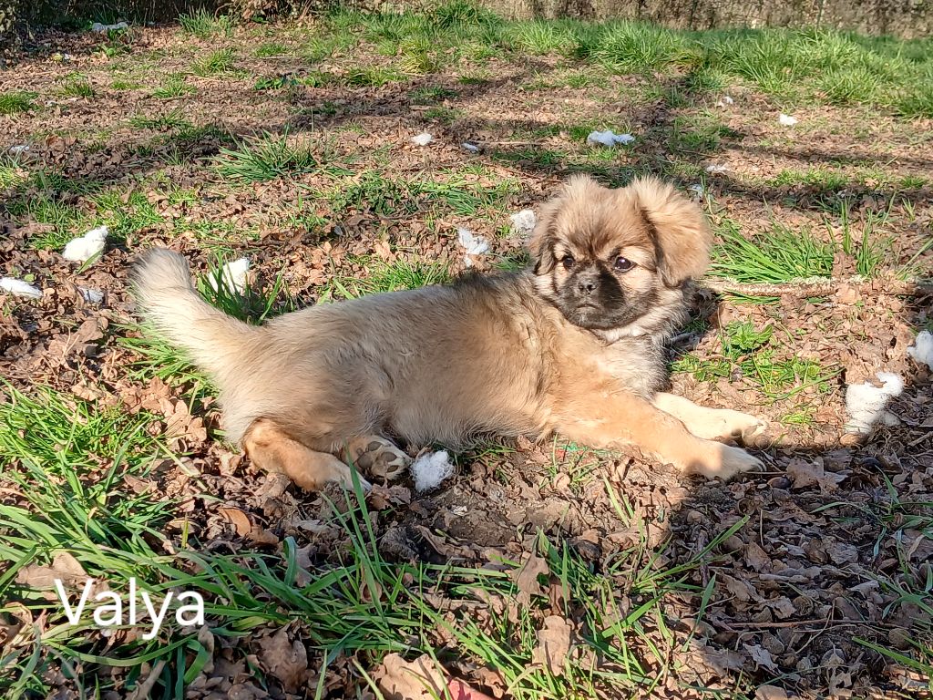 De La Légende De Chadia - Valya, un c?ur à prendre 