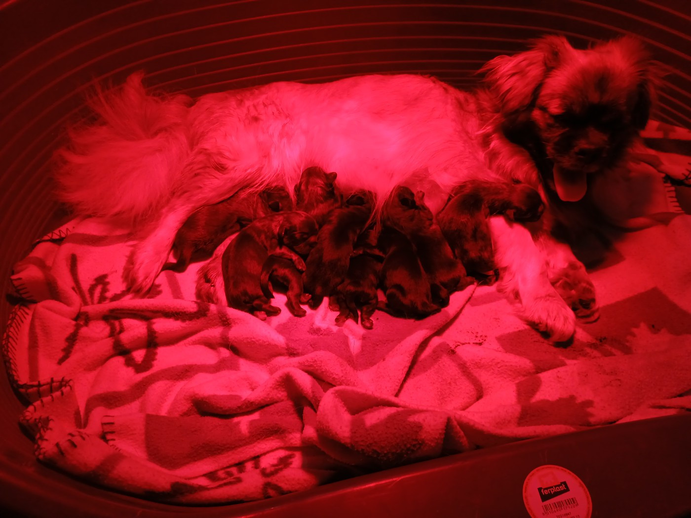 De La Légende De Chadia - Epagneul tibetain - Portée née le 18/12/2025