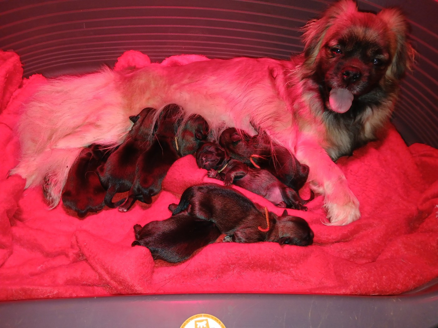 Chiot Epagneul tibetain De La Légende De Chadia