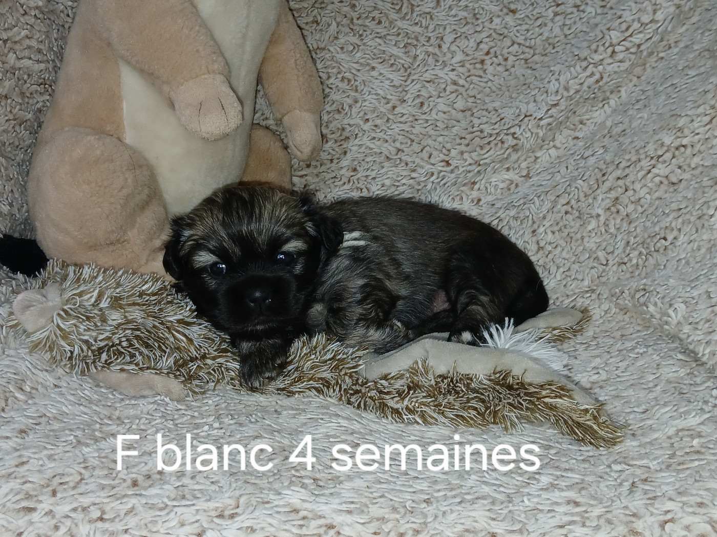 De La Légende De Chadia - Chiots disponibles - Epagneul tibetain
