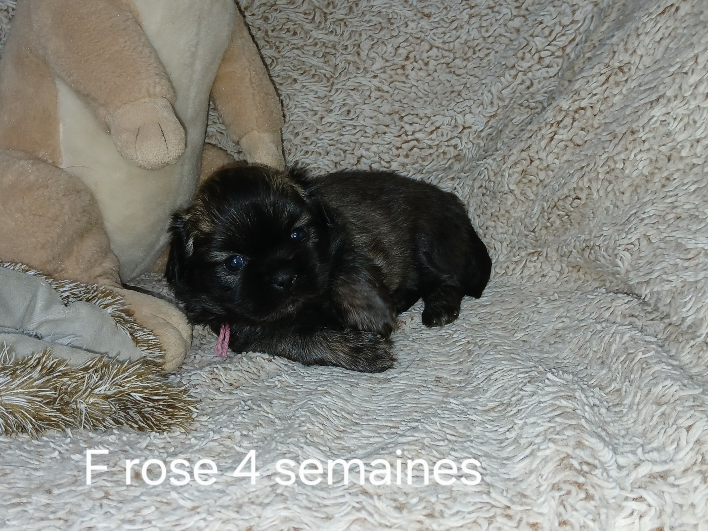 De La Légende De Chadia - Chiots disponibles - Epagneul tibetain