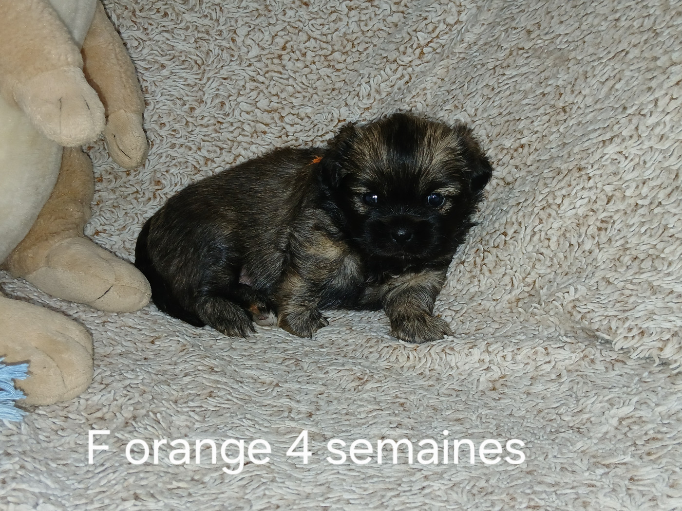 De La Légende De Chadia - Chiots disponibles - Epagneul tibetain