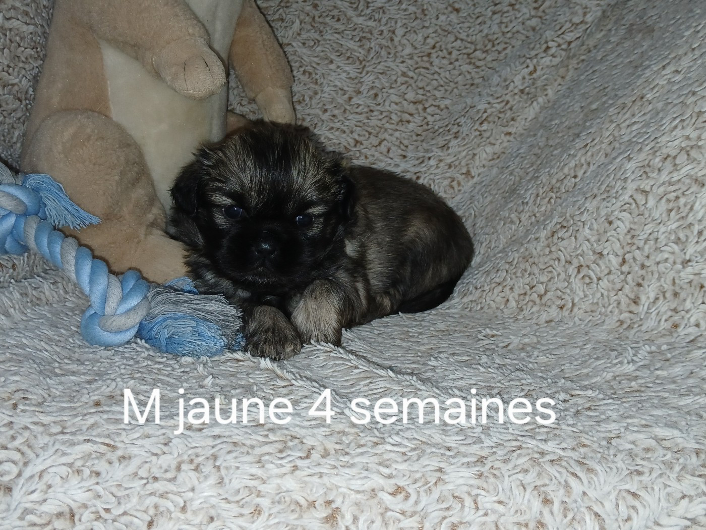 De La Légende De Chadia - Chiots disponibles - Epagneul tibetain