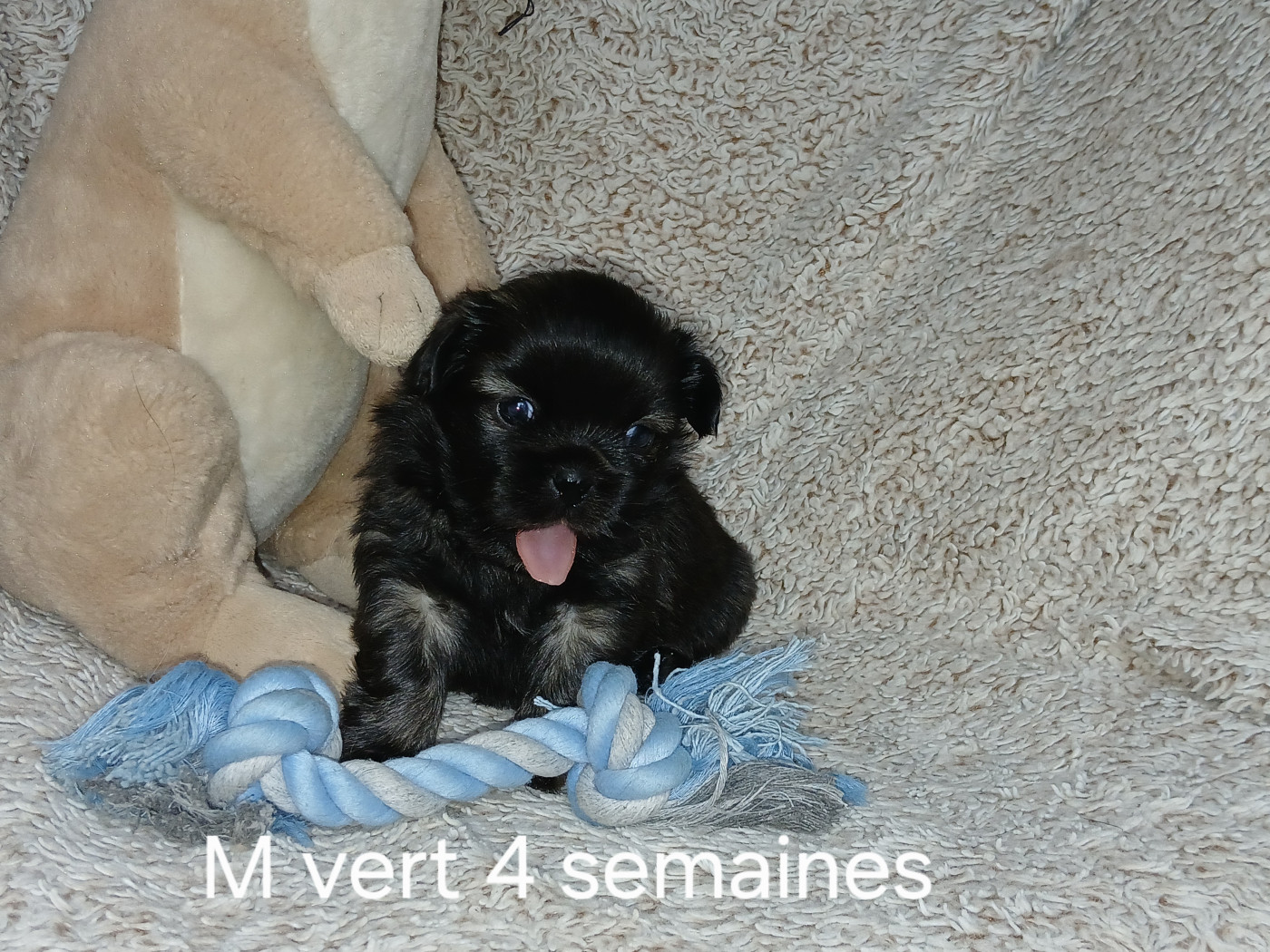 De La Légende De Chadia - Chiots disponibles - Epagneul tibetain
