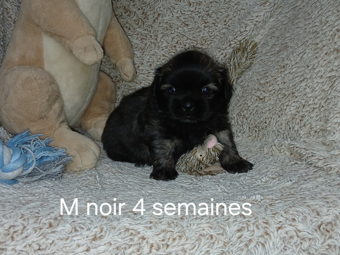 De La Légende De Chadia - Chiots disponibles - Epagneul tibetain