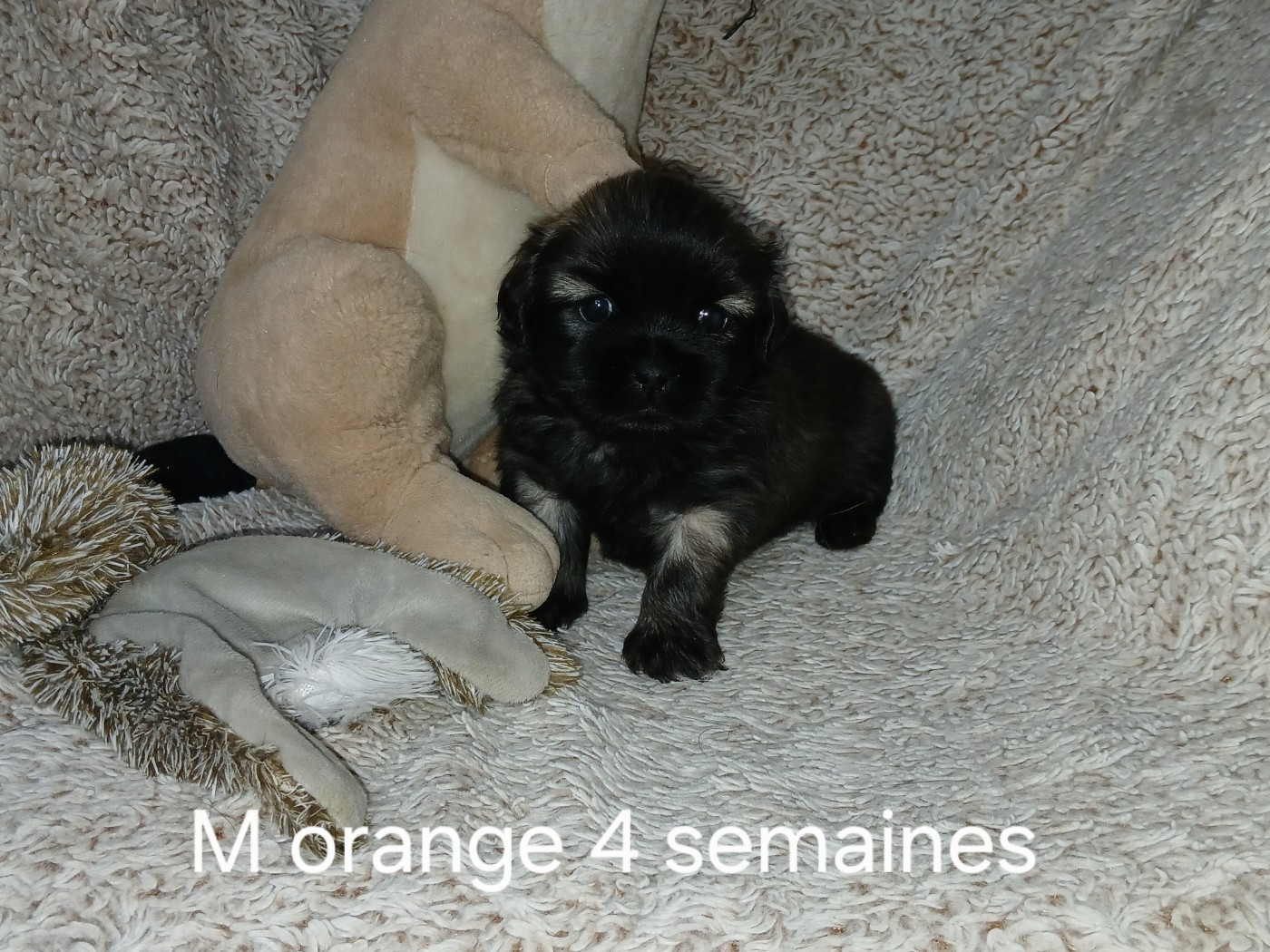 De La Légende De Chadia - Chiots disponibles - Epagneul tibetain