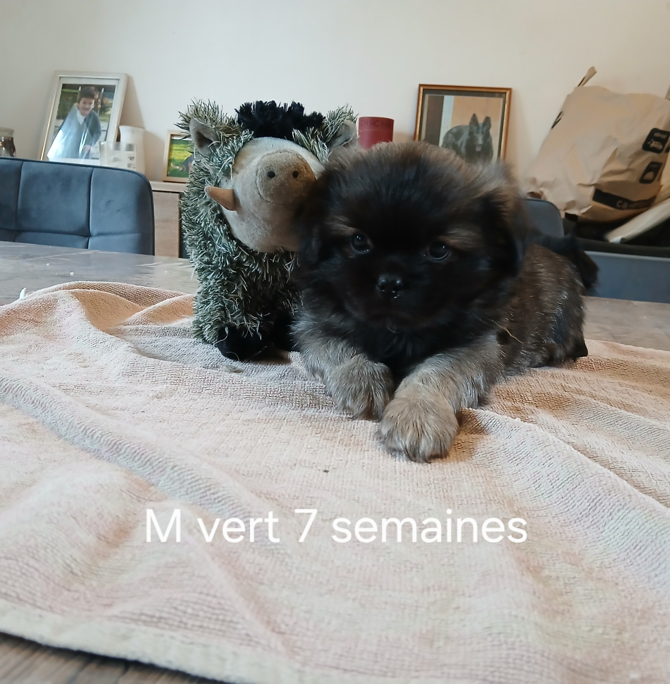 De La Légende De Chadia - Chiots disponibles - Epagneul tibetain