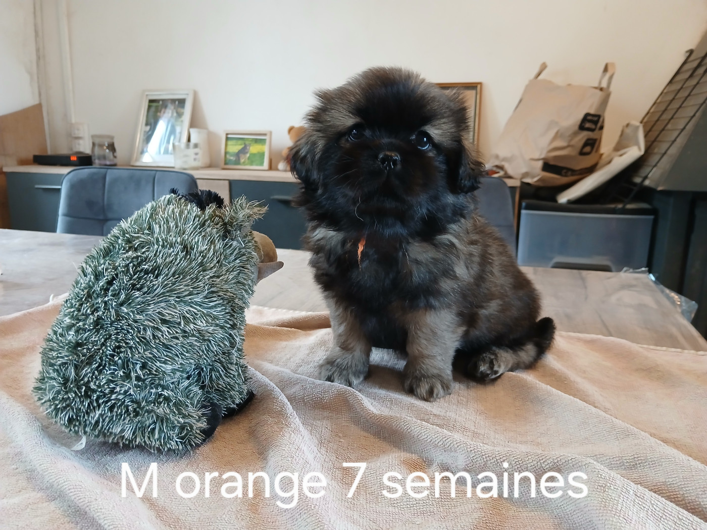 De La Légende De Chadia - Chiots disponibles - Epagneul tibetain