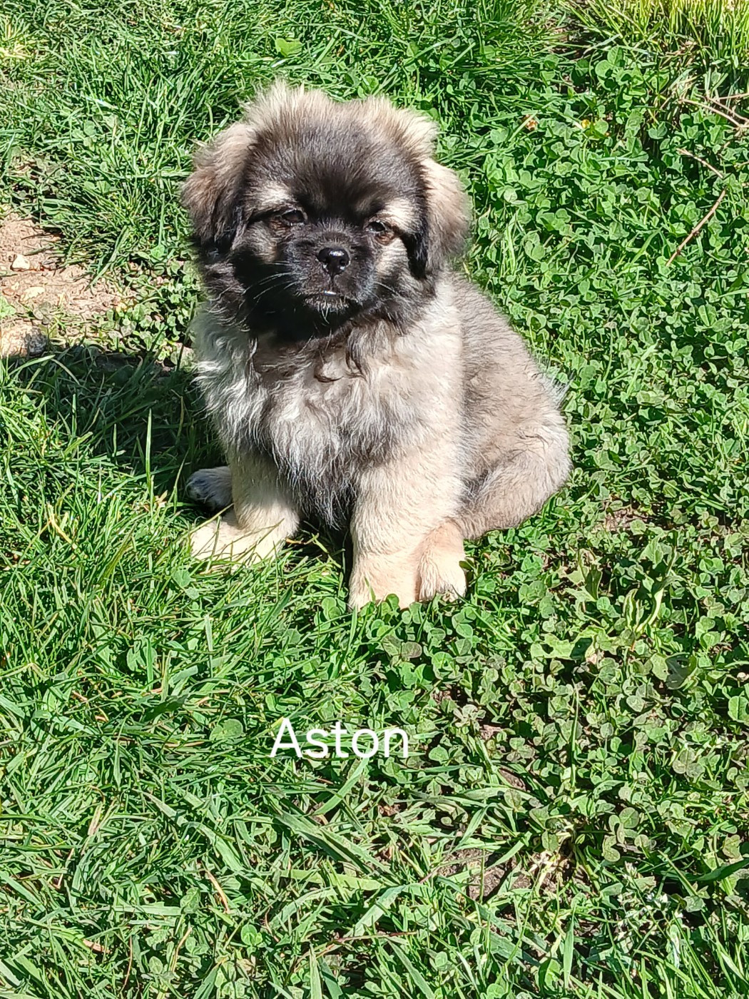 De La Légende De Chadia - Chiots disponibles - Epagneul tibetain