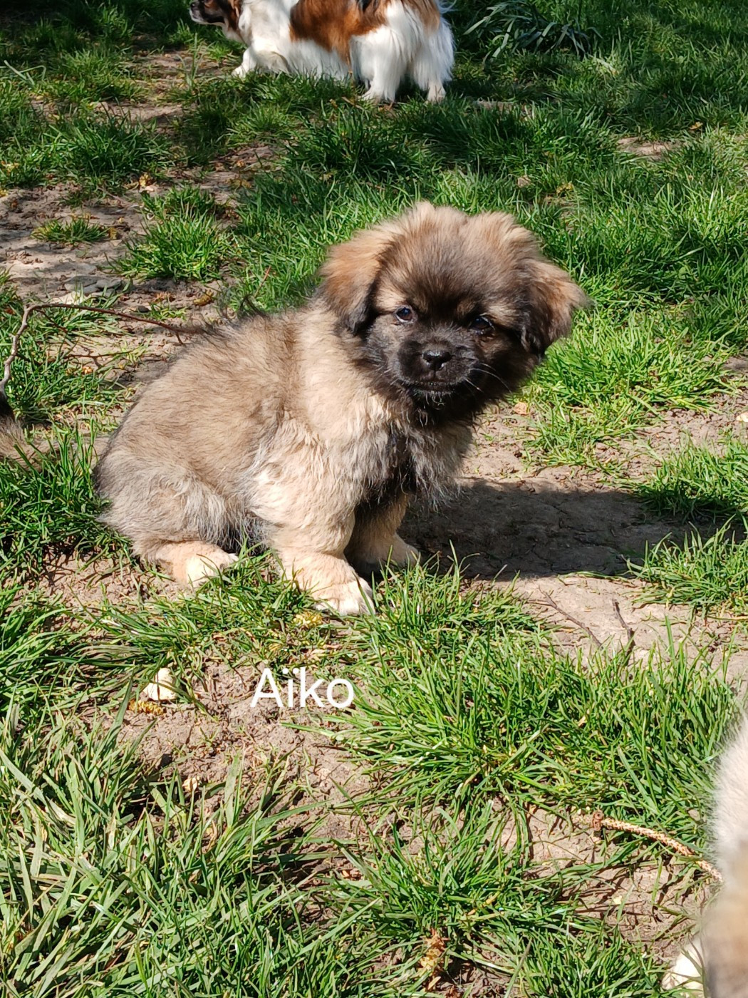 De La Légende De Chadia - Chiots disponibles - Epagneul tibetain