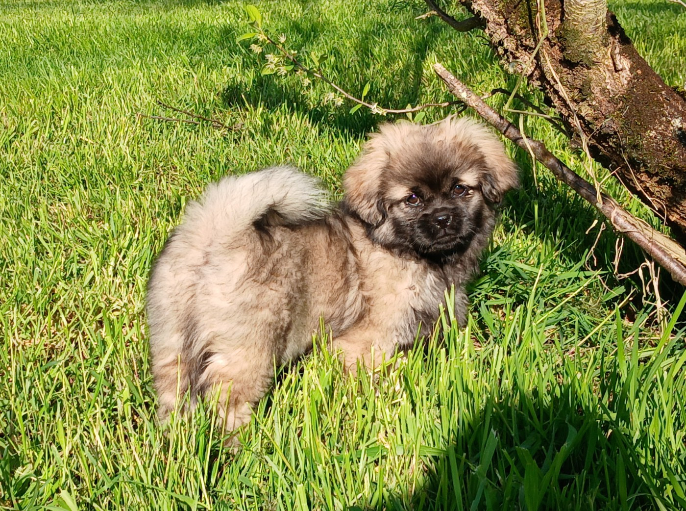 De La Légende De Chadia - Chiots disponibles - Epagneul tibetain