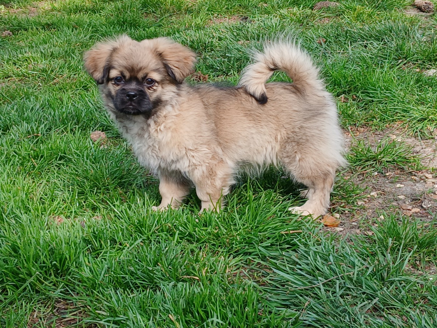 De La Légende De Chadia - Chiots disponibles - Epagneul tibetain