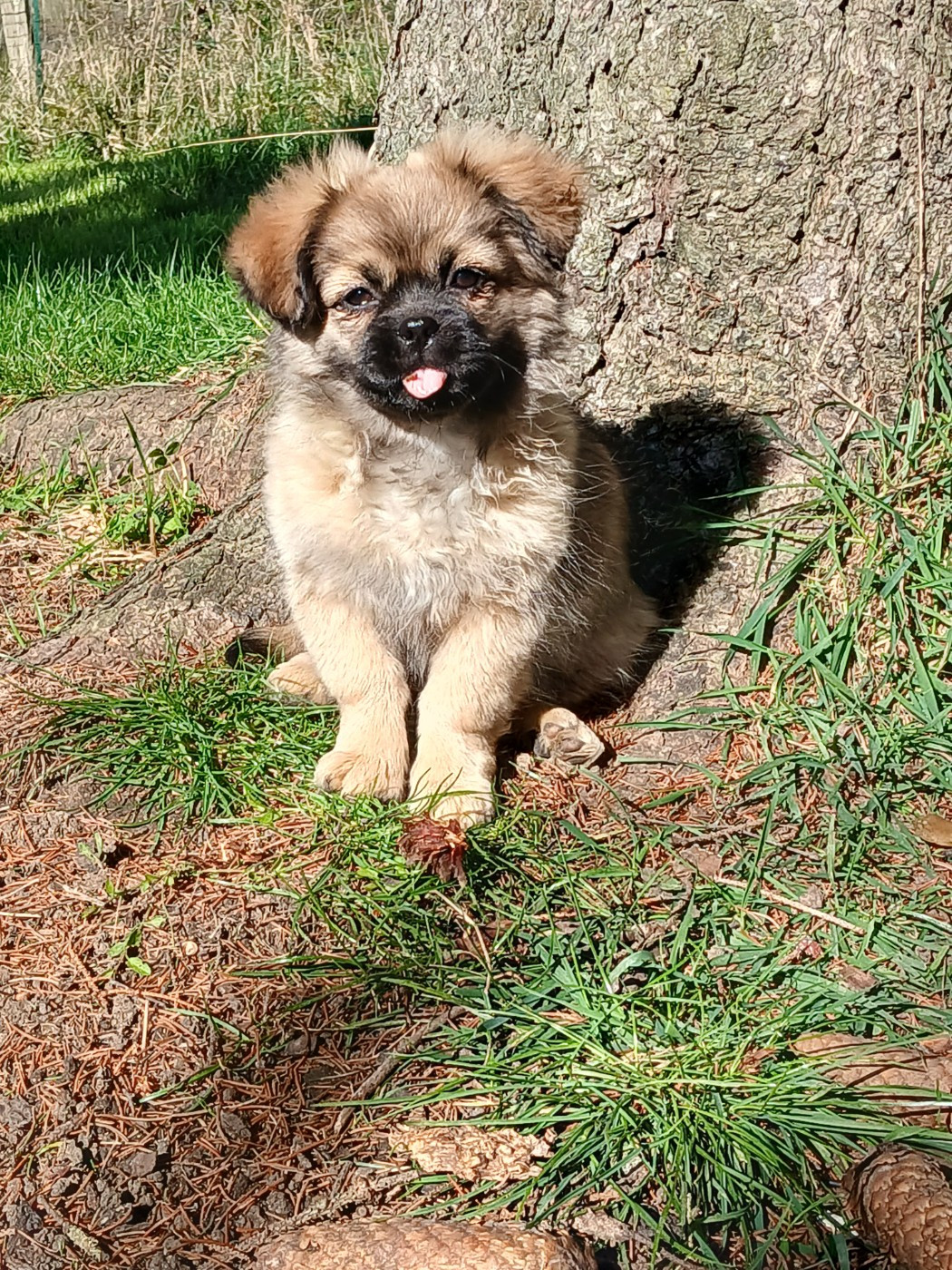 De La Légende De Chadia - Chiots disponibles - Epagneul tibetain