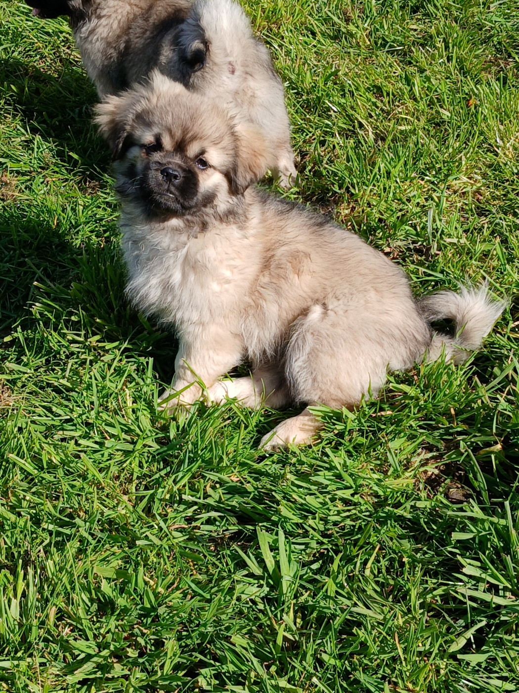 De La Légende De Chadia - Chiots disponibles - Epagneul tibetain