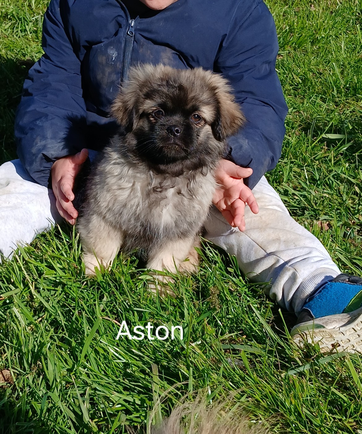 De La Légende De Chadia - Chiots disponibles - Epagneul tibetain