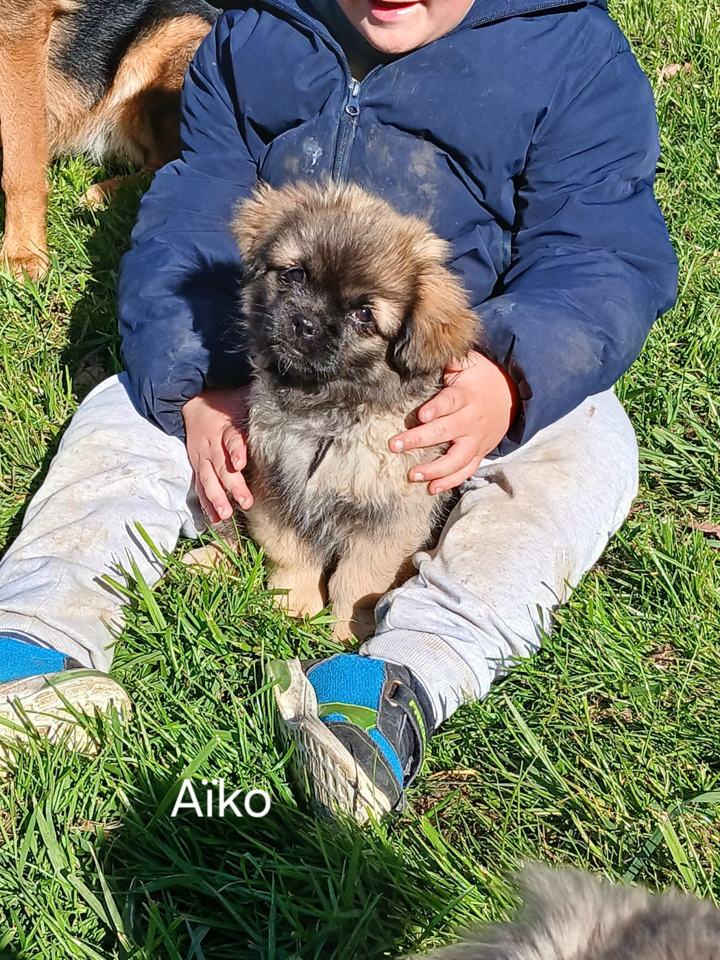 De La Légende De Chadia - Chiots disponibles - Epagneul tibetain