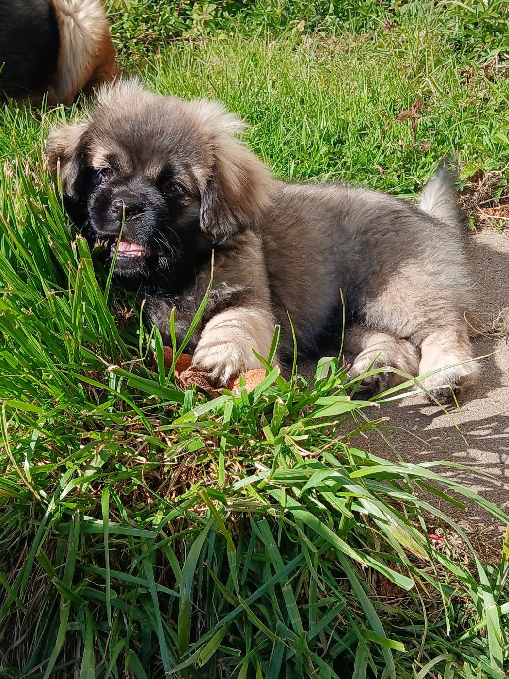 De La Légende De Chadia - Chiots disponibles - Epagneul tibetain
