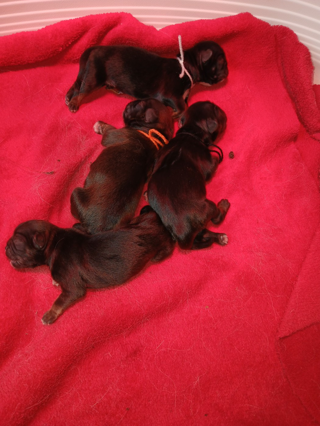 De La Légende De Chadia - Chiots disponibles - Epagneul tibetain