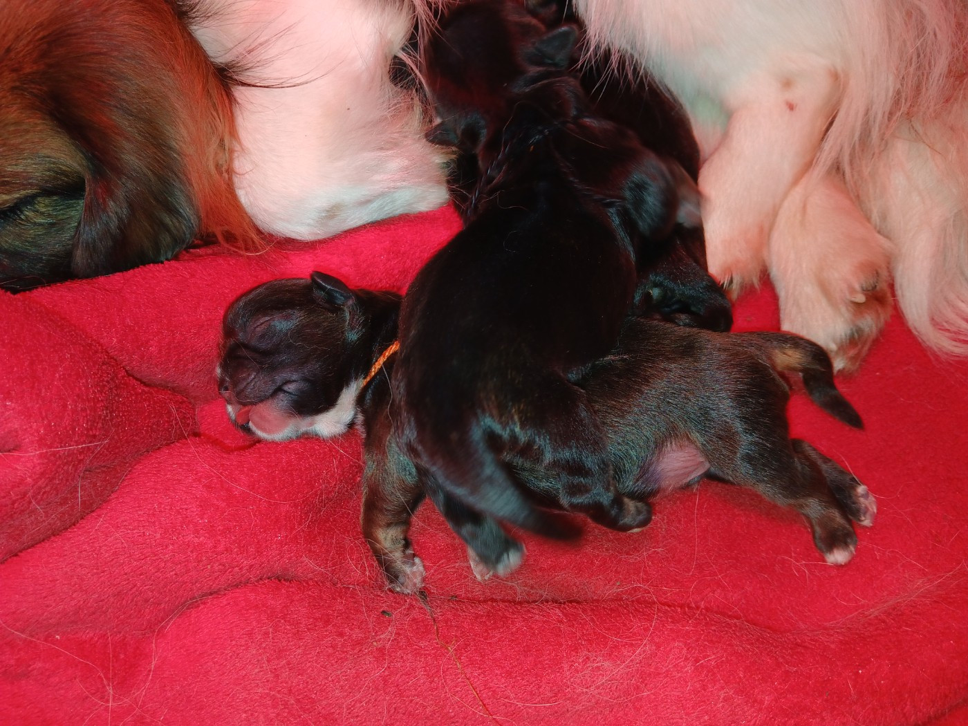 De La Légende De Chadia - Chiots disponibles - Epagneul tibetain