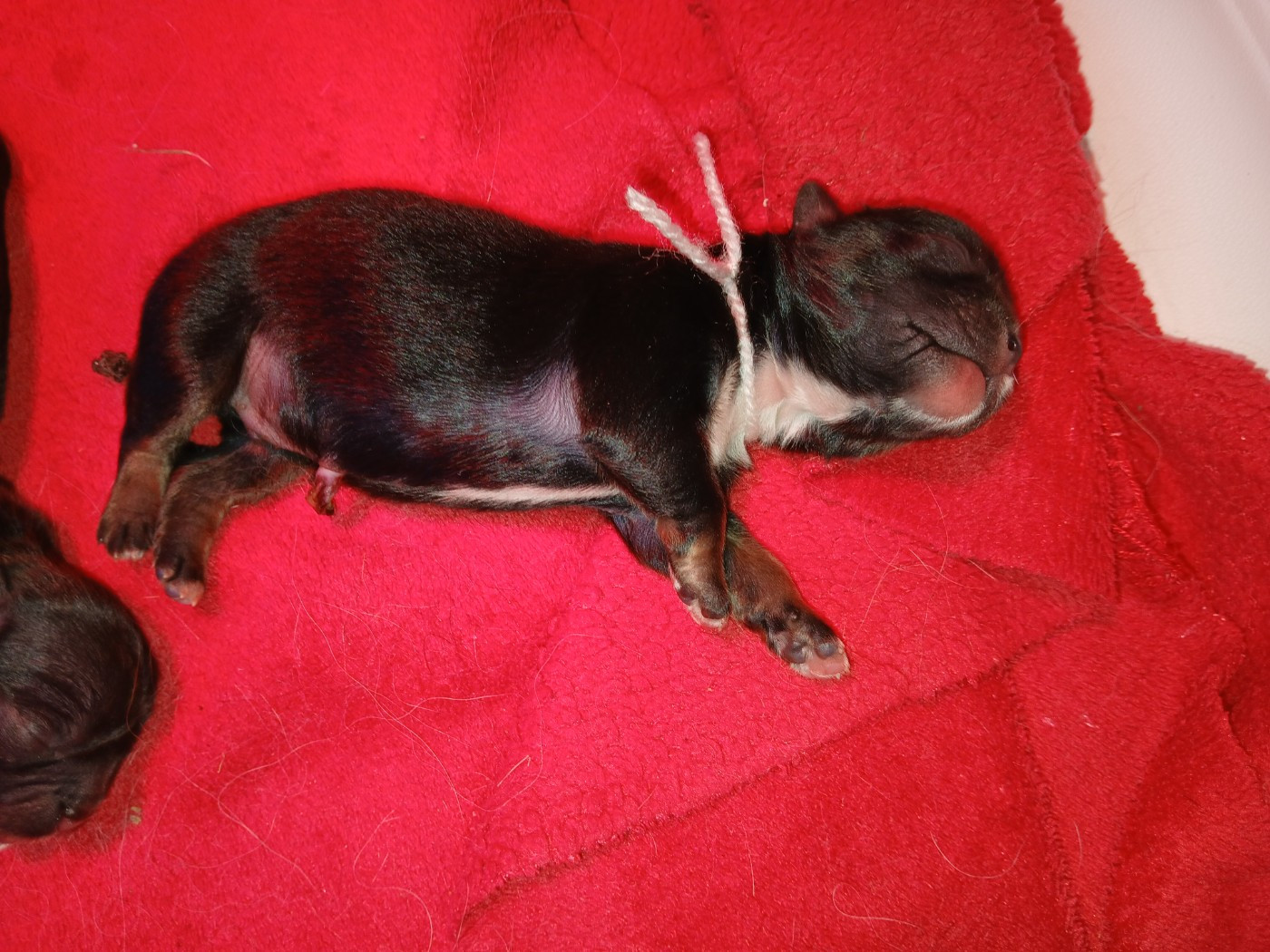 De La Légende De Chadia - Chiots disponibles - Epagneul tibetain