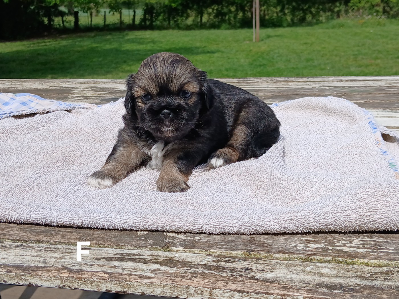 De La Légende De Chadia - Chiots disponibles - Epagneul tibetain