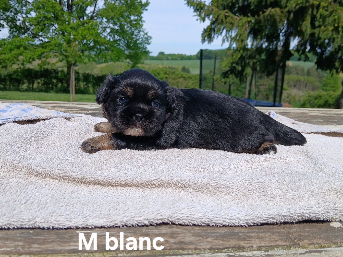 De La Légende De Chadia - Chiots disponibles - Epagneul tibetain