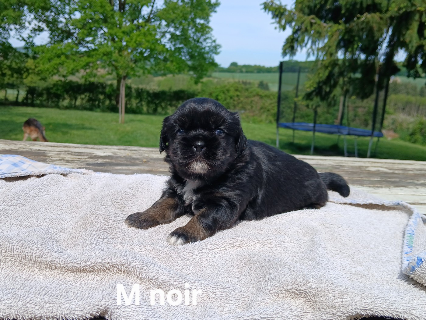 De La Légende De Chadia - Chiots disponibles - Epagneul tibetain