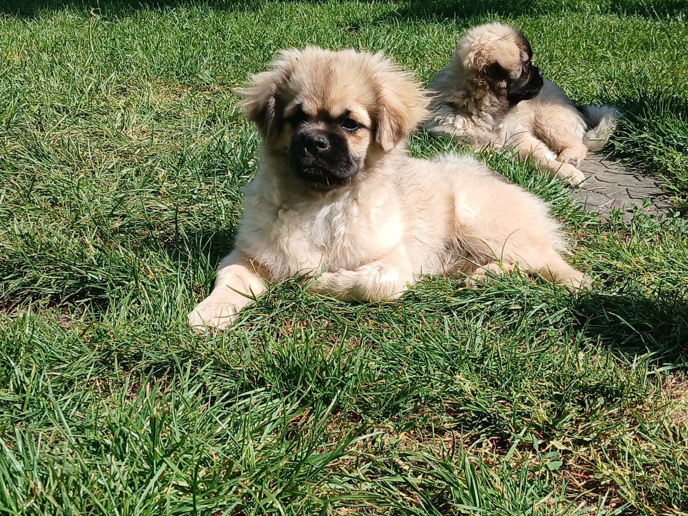 De La Légende De Chadia - Chiots disponibles - Epagneul tibetain