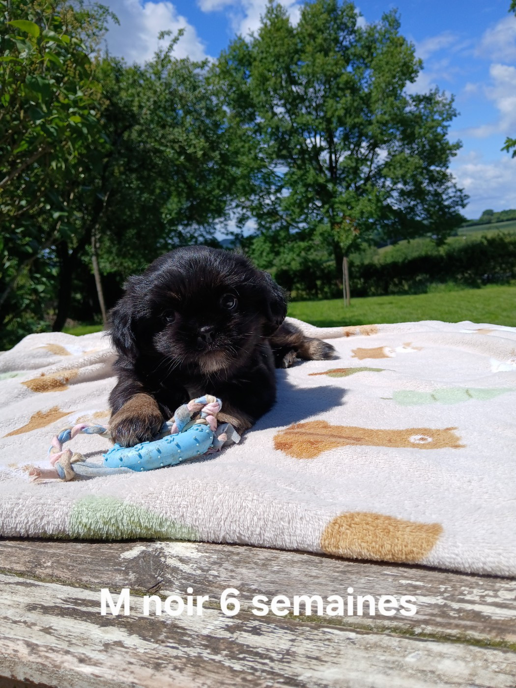 De La Légende De Chadia - Chiots disponibles - Epagneul tibetain