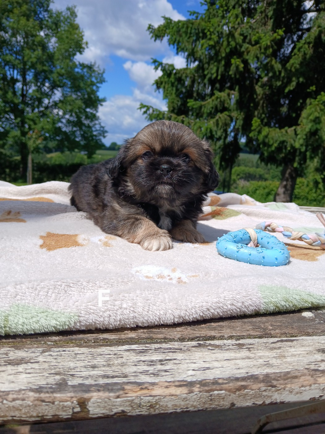 Chiot Epagneul tibetain De La Légende De Chadia