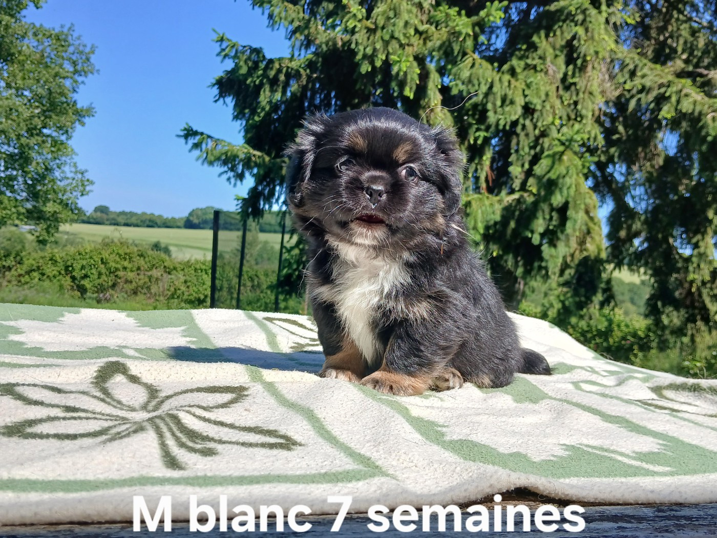 De La Légende De Chadia - Chiots disponibles - Epagneul tibetain