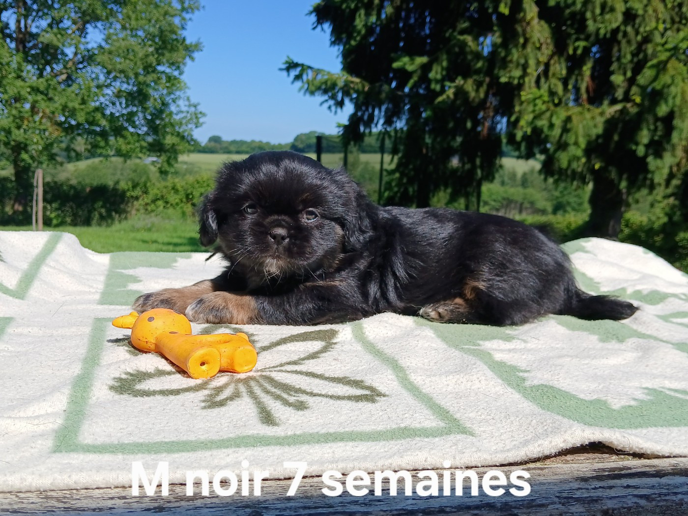 De La Légende De Chadia - Chiots disponibles - Epagneul tibetain