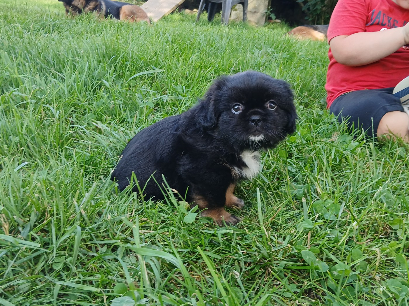 De La Légende De Chadia - Chiots disponibles - Epagneul tibetain