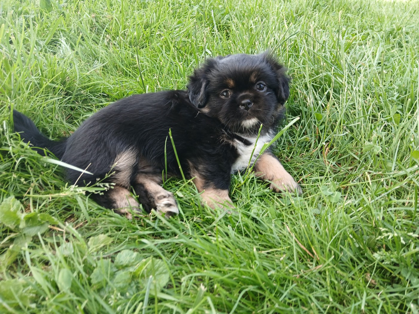 De La Légende De Chadia - Chiots disponibles - Epagneul tibetain