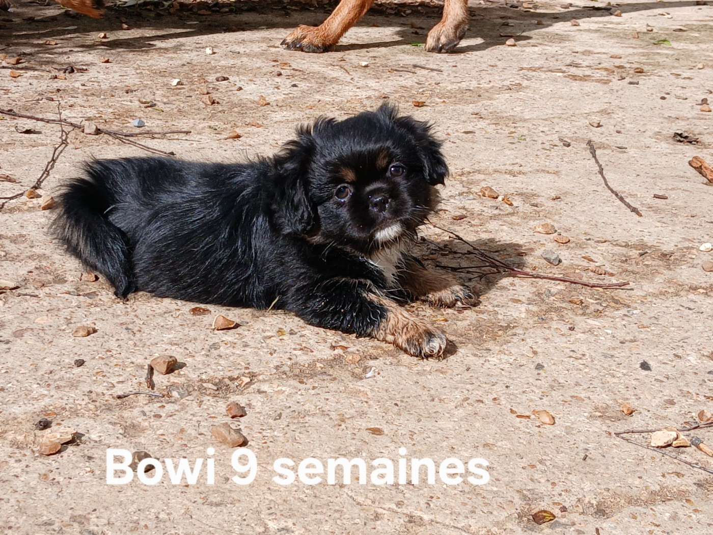De La Légende De Chadia - Chiots disponibles - Epagneul tibetain
