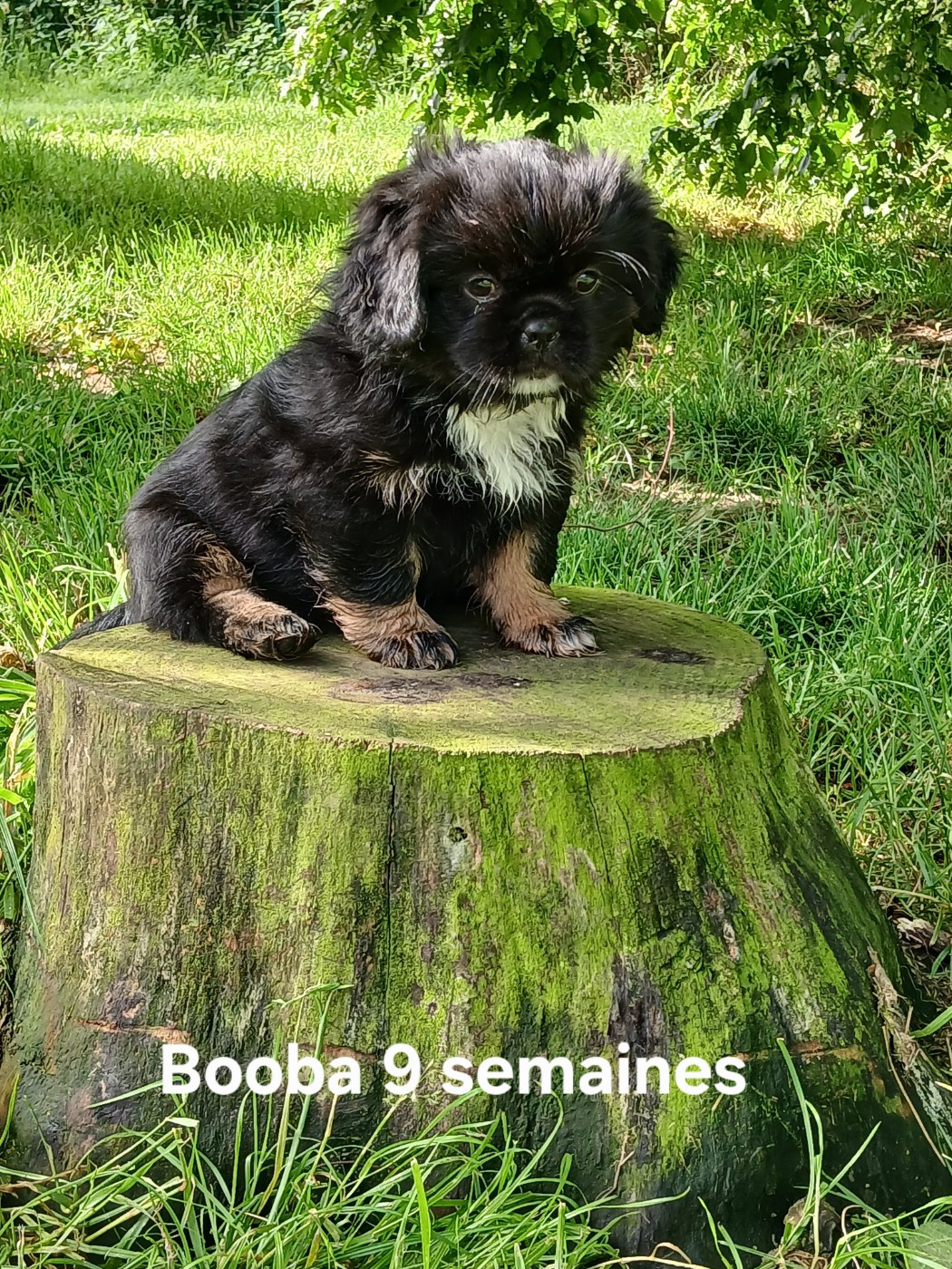 De La Légende De Chadia - Chiots disponibles - Epagneul tibetain