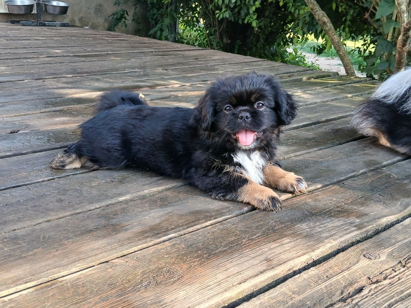 De La Légende De Chadia - Chiots disponibles - Epagneul tibetain