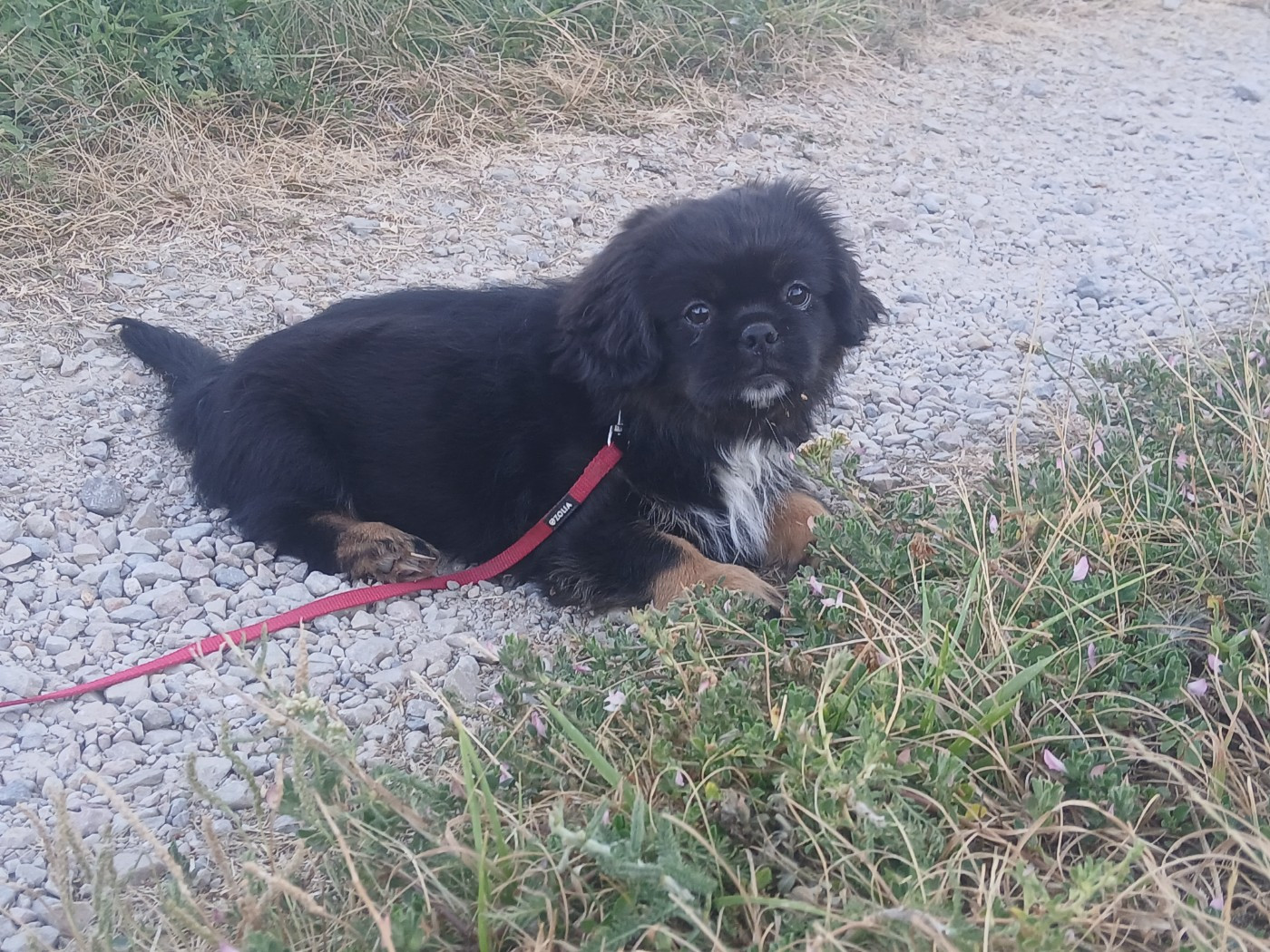 De La Légende De Chadia - Chiots disponibles - Epagneul tibetain
